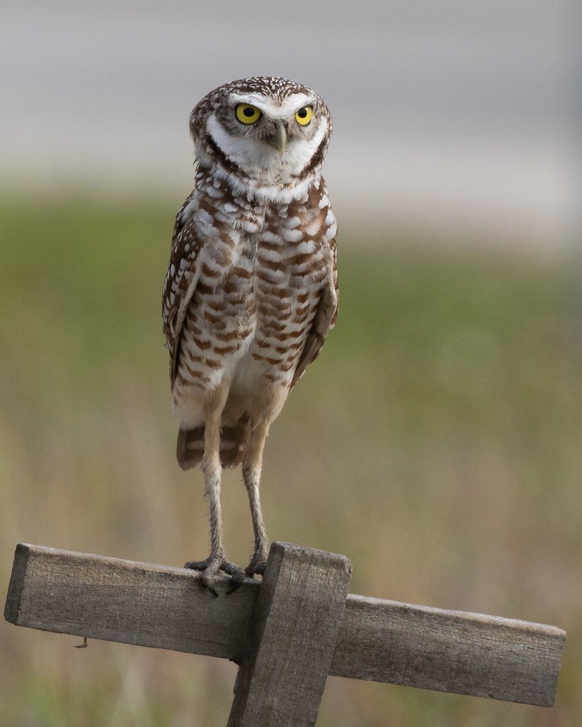 Сова сипуха лапы