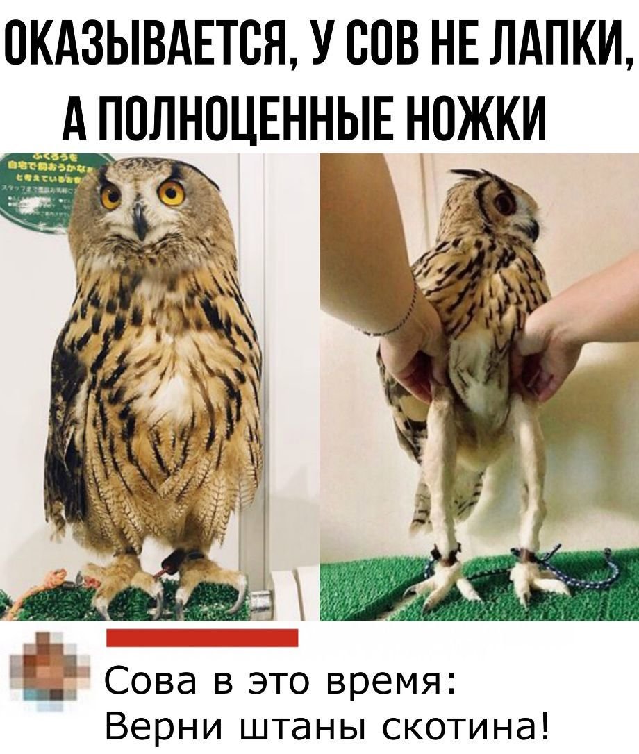 Сова за ногой