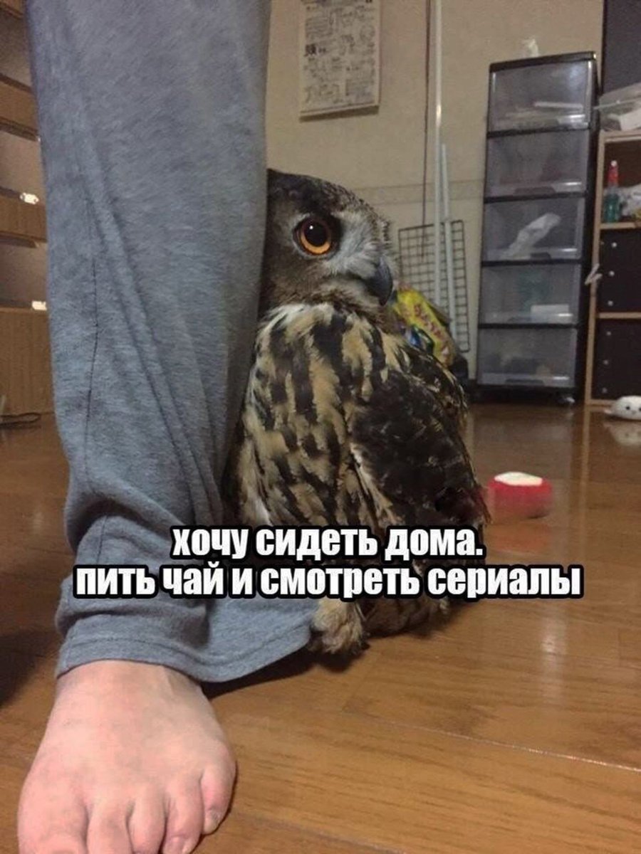 Китайская Сова