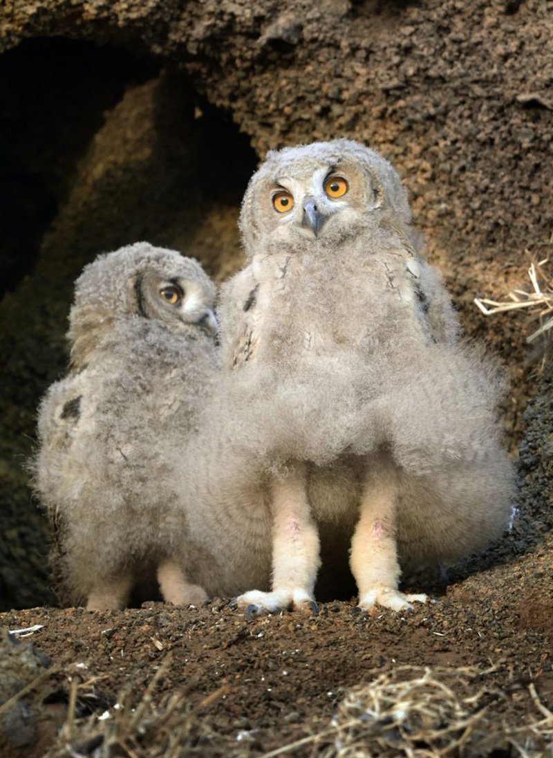 Смешной Филин