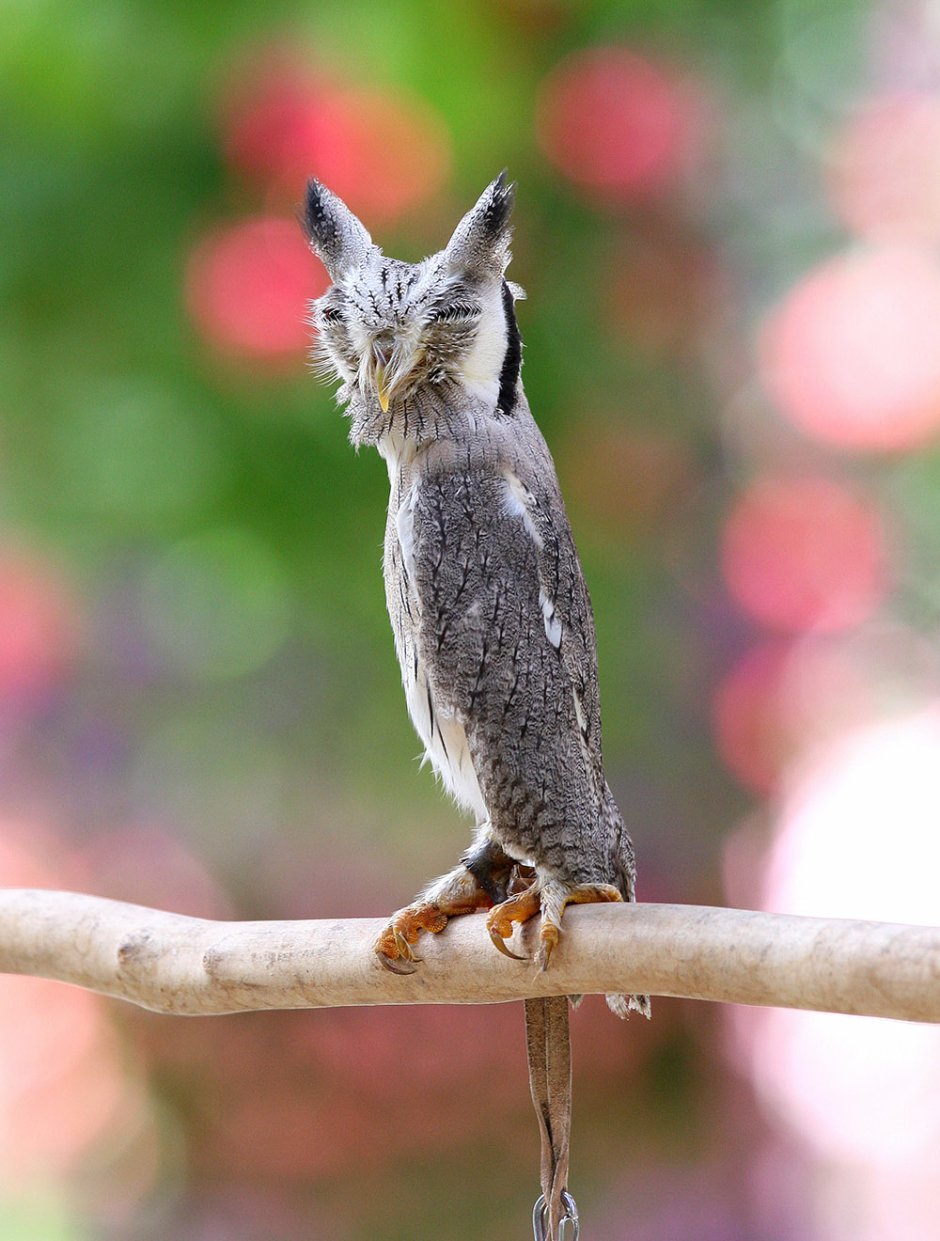 Когти Филина