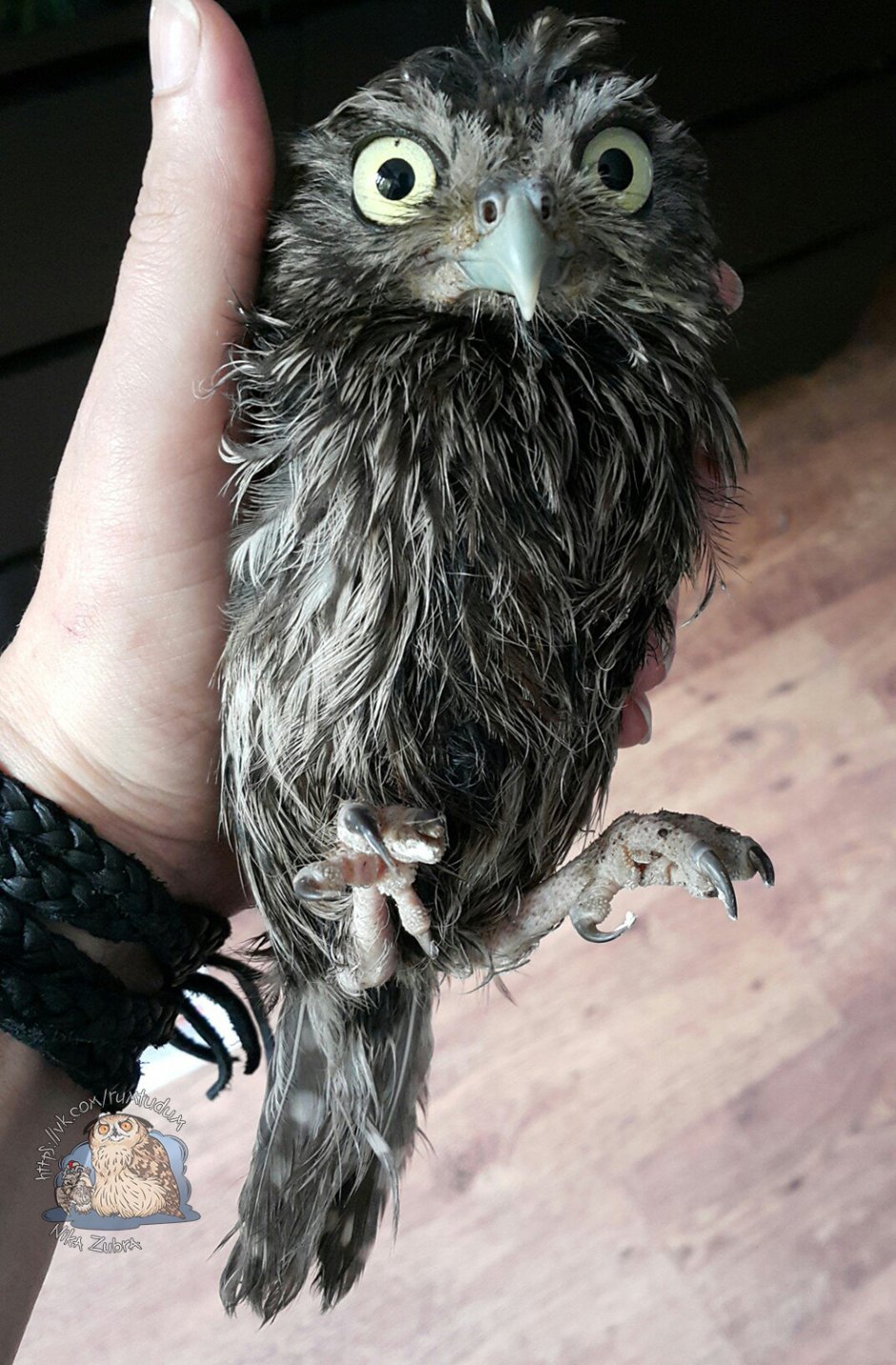 Команданте Йоль