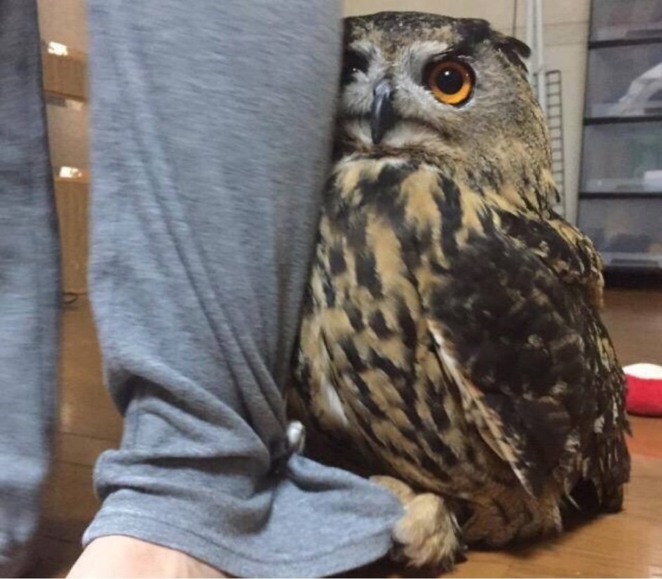 Ленивая Сова