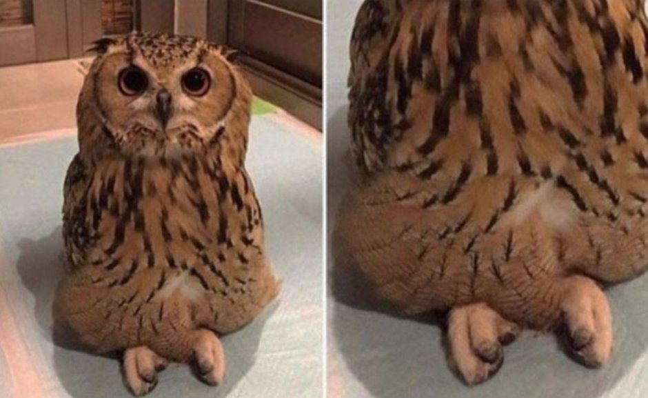 Полярная Сова референс