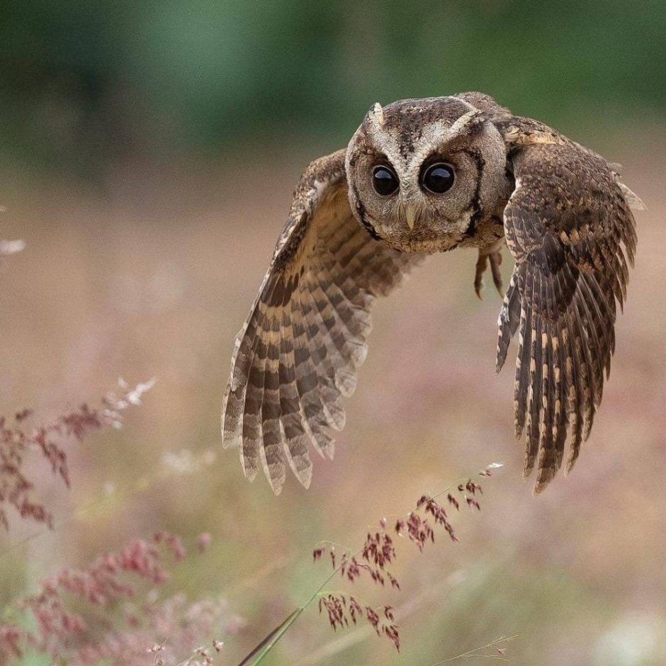 Совенок спит