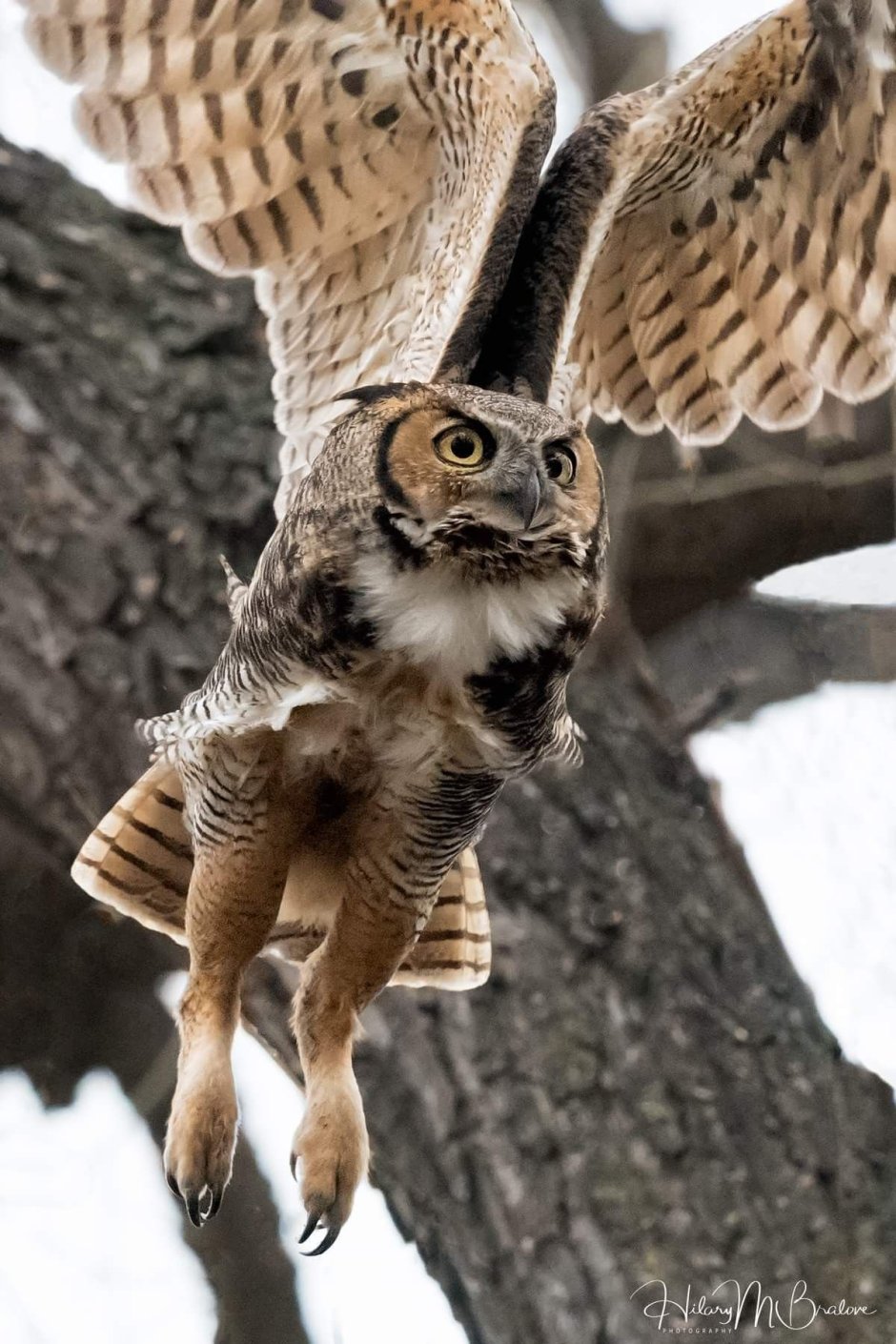 Сова сплюшка