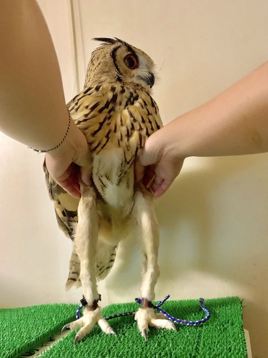 Длинные лапы Совы