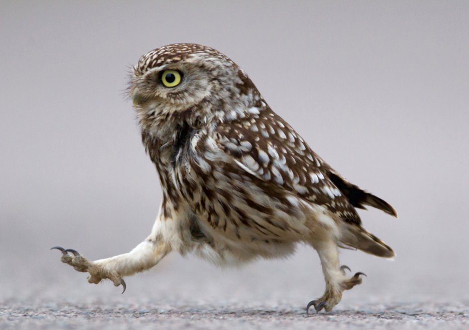 Слепая Сова Зевс