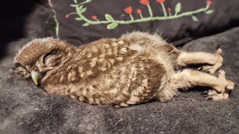 Сова выглядывает из-за угла