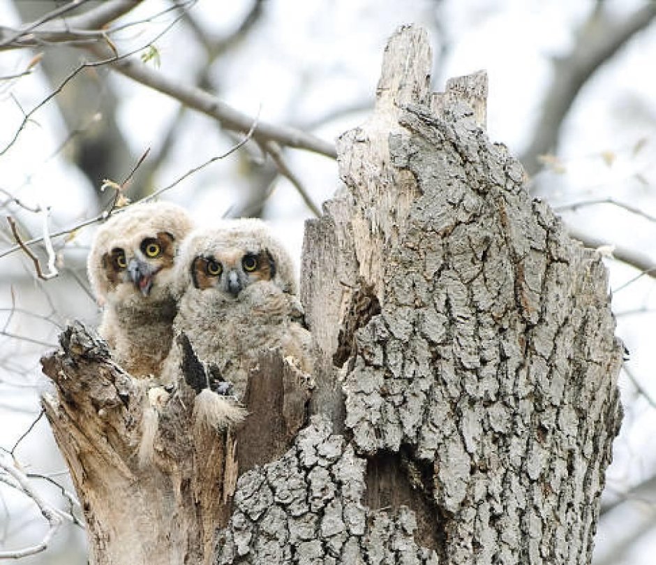 Совенок бежит по траве
