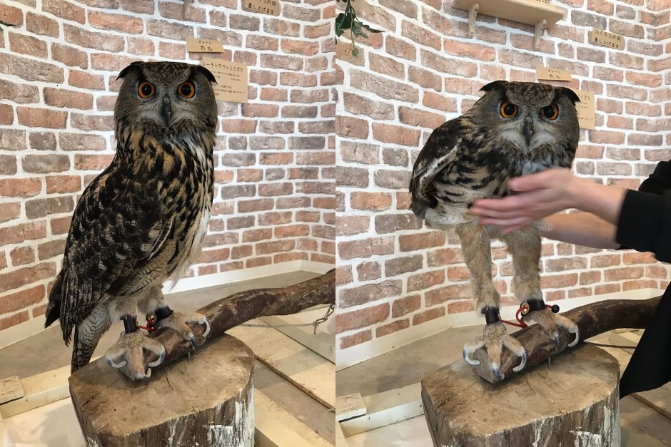 Сова в штанишках