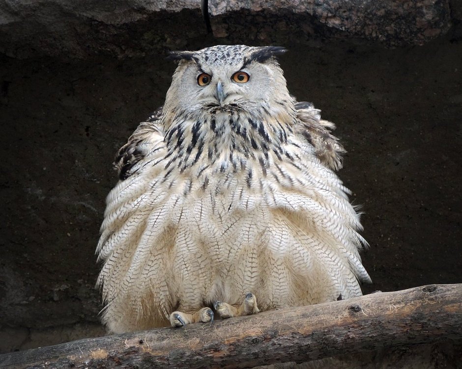 Сова сипуха птенец