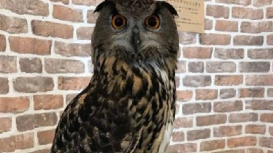 Жаворонок Сова чокнутая птичка