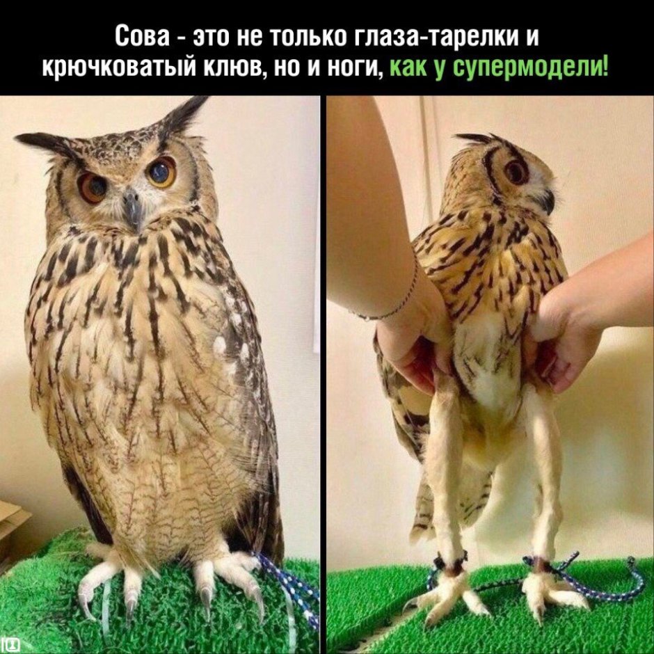 Длинные лапы Совы
