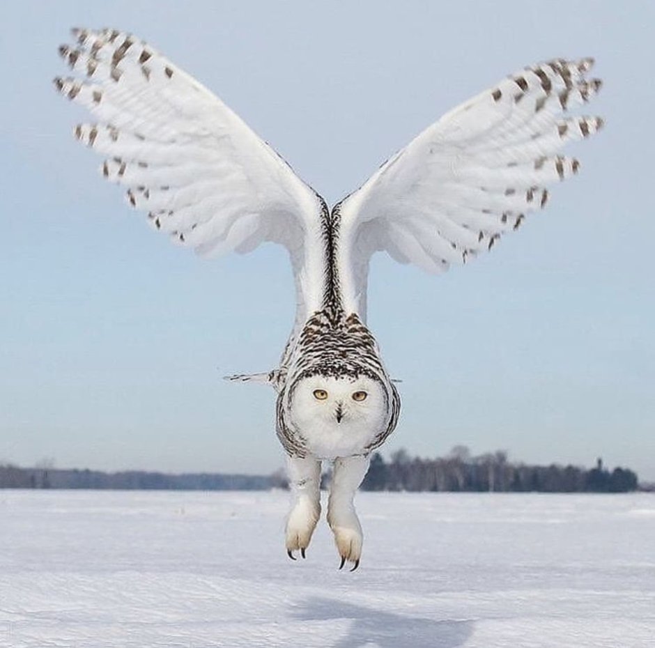 Смешные Совята