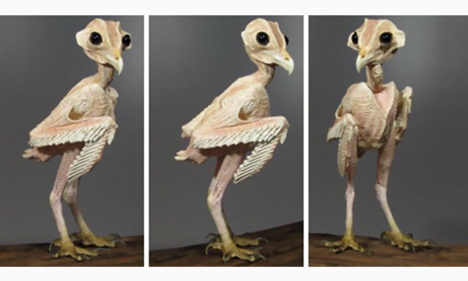 Птенцы Сипухи инопланетяне