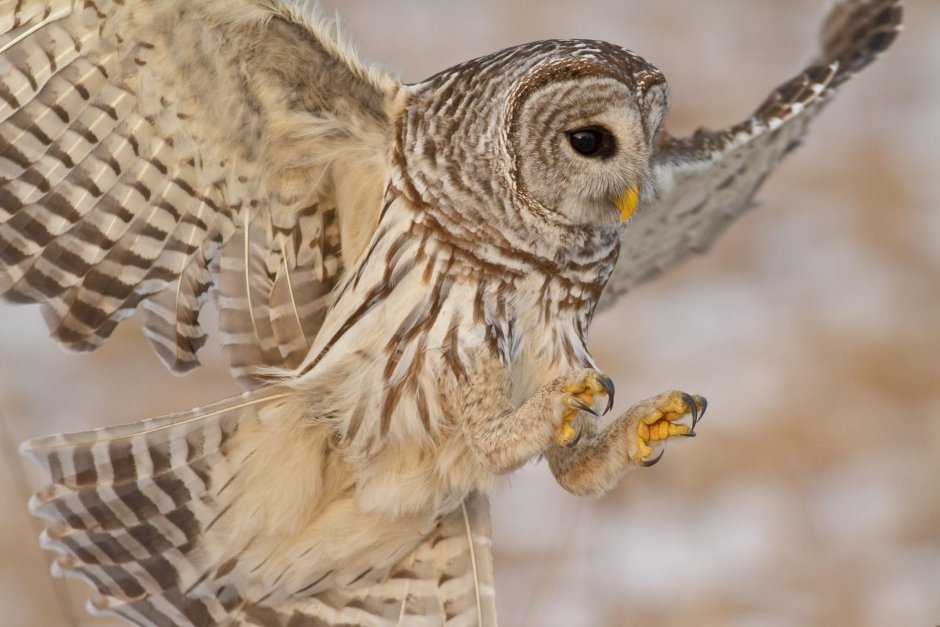 Сова с длинными ногами