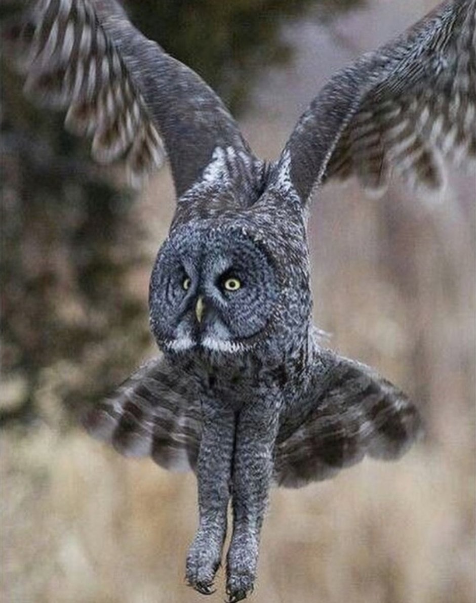 Тело Совы без перьев