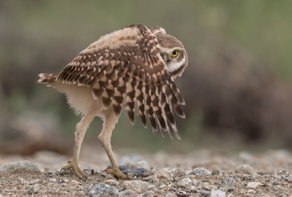 Сова сидит на попе
