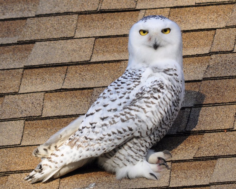 Неясыть лапы