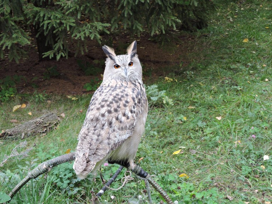 Домовый Сыч шагает