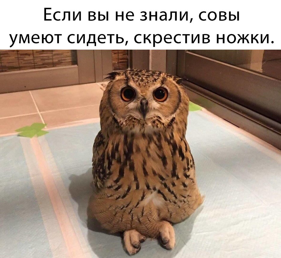 Лысая сипуха