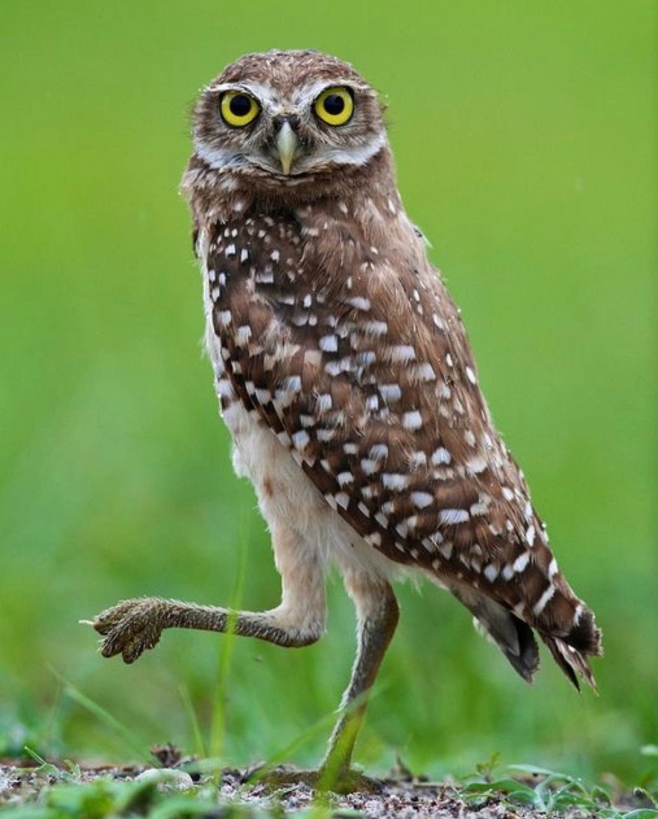 Суматранский Филин