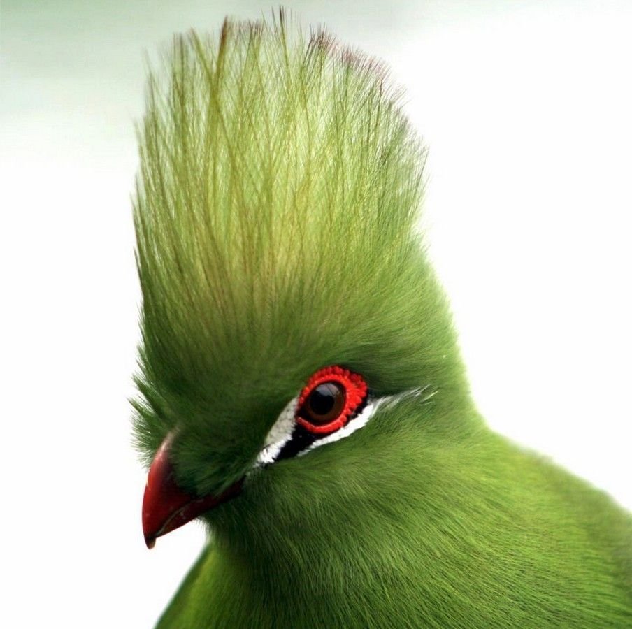 Яйца турако