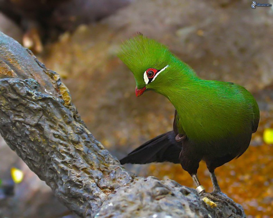 Серая птичка с хохолком