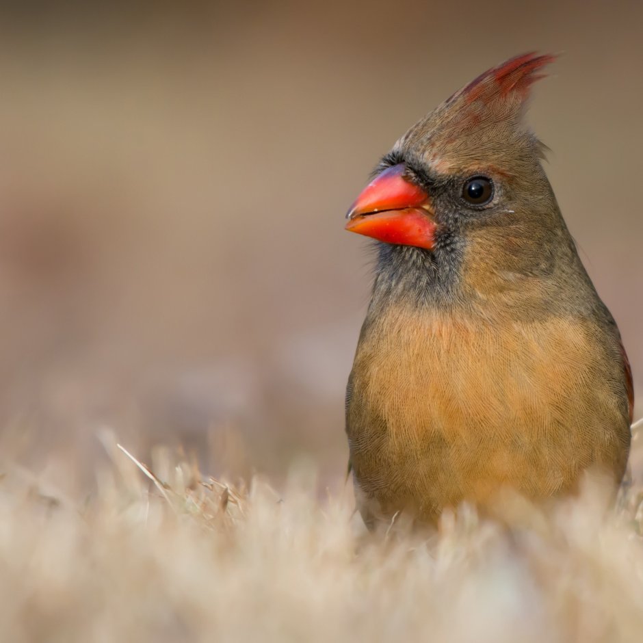 Хохлатая Пичуга