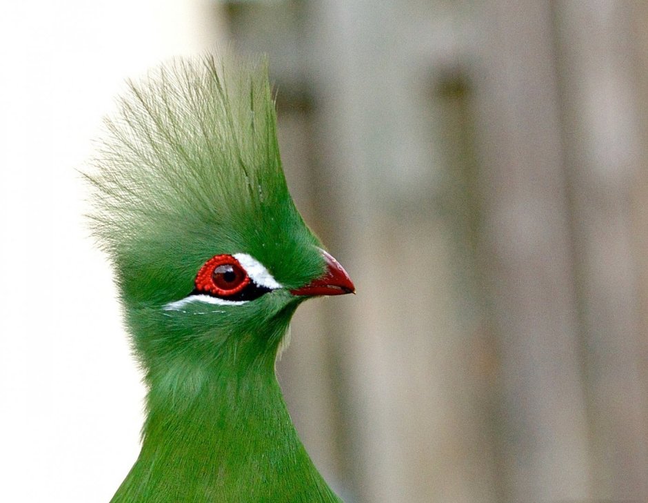 Гвинейская турако птица