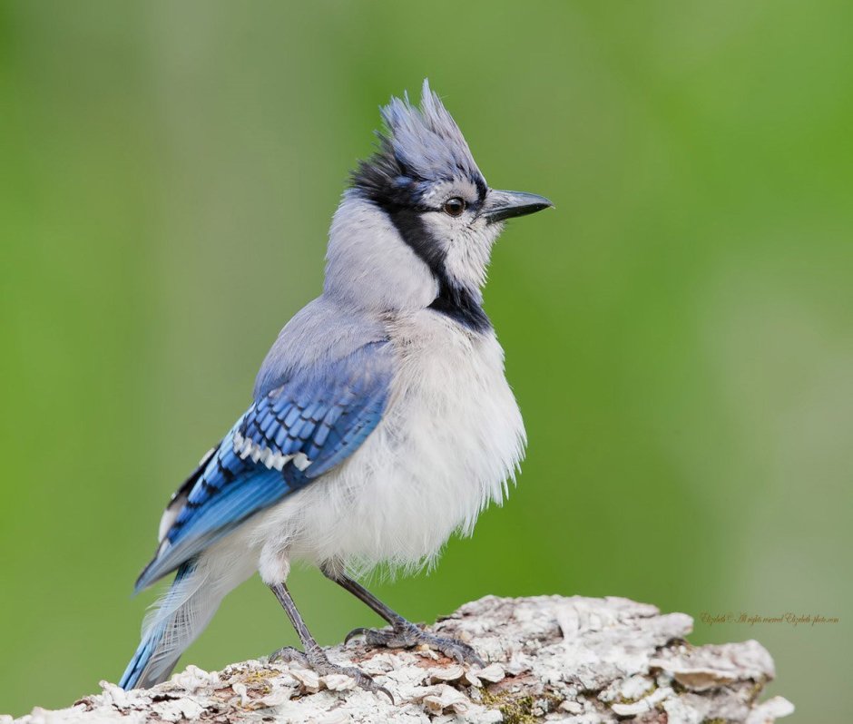 Удод Сибирский