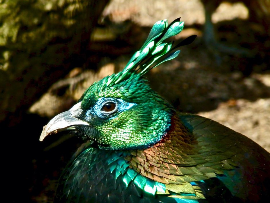 Красный хохлатый Кардинал