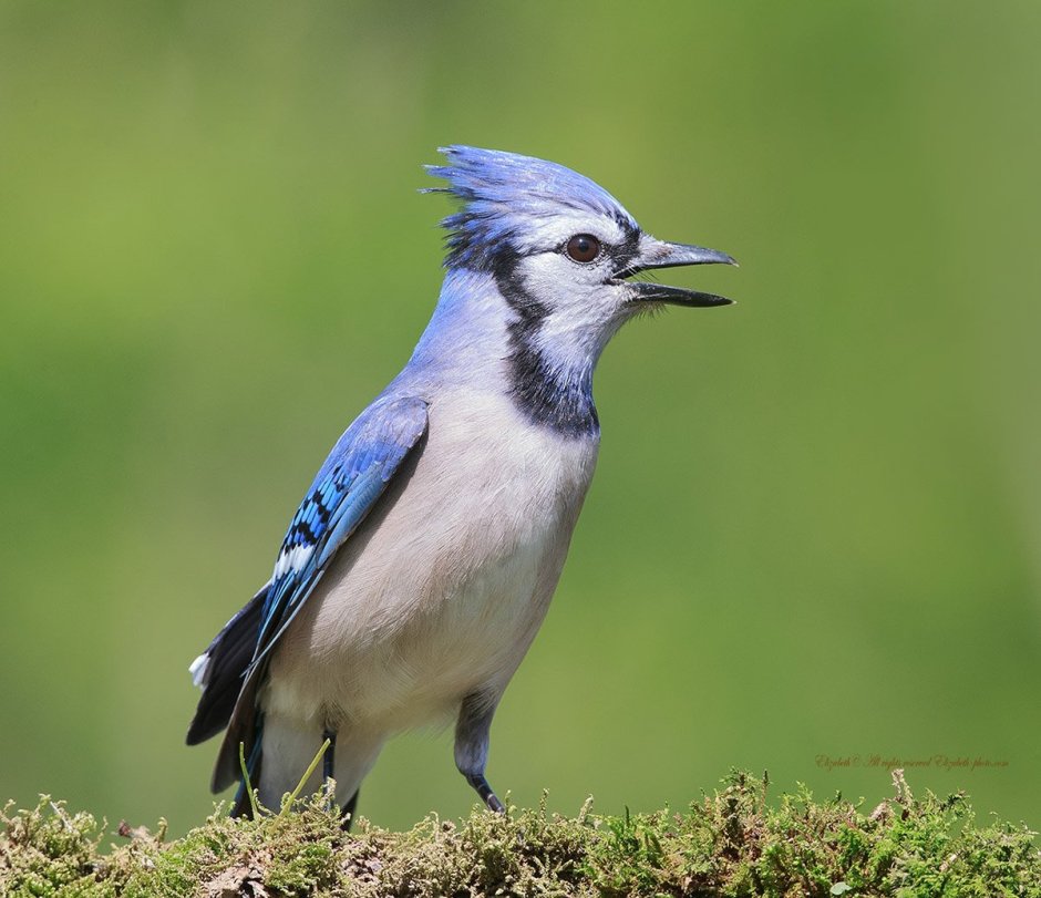 Коричневая птица с хохолком