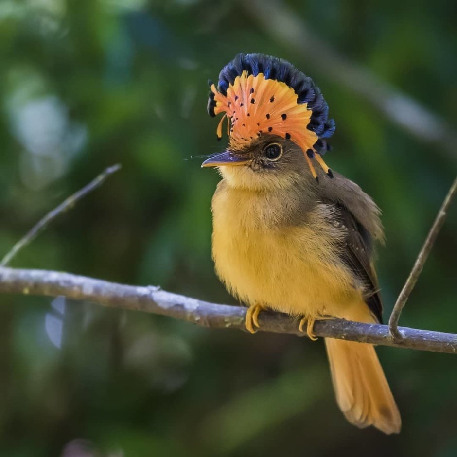Птица Сойка с хохолком
