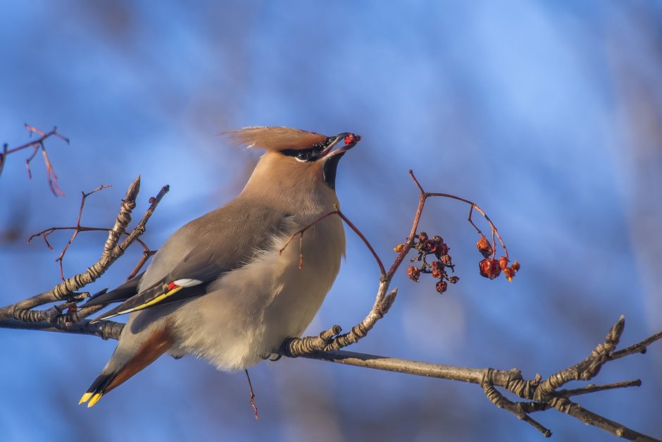 Птичка с желтой грудкой и хохолком