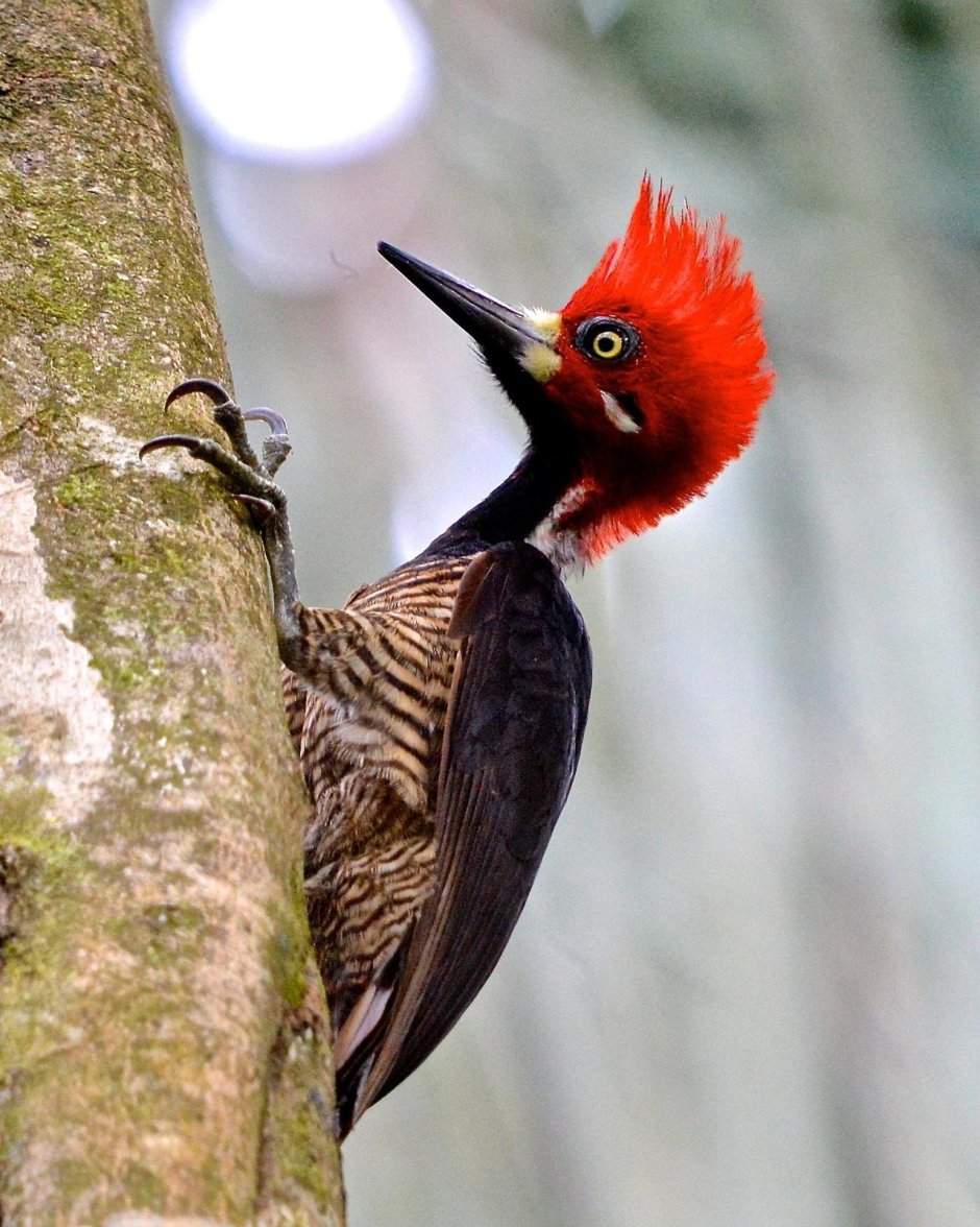 Чибис пигалица птица