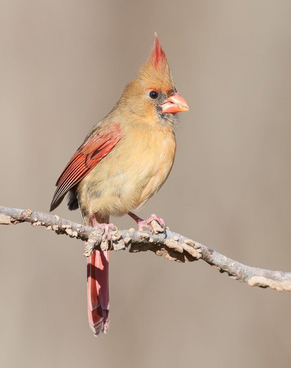 Американский свиристель