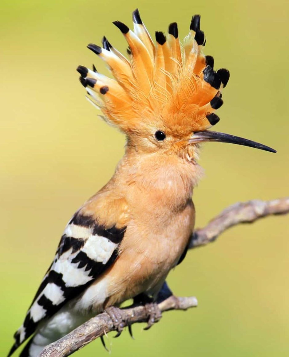 Воробей с хохолком