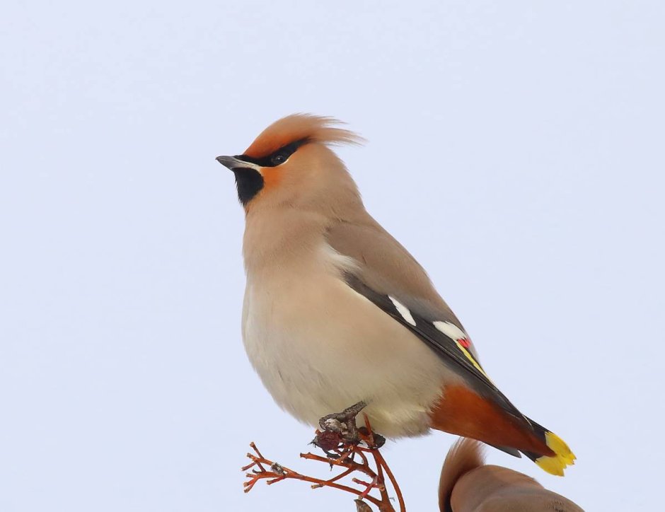 Голубая Сойка и красный Кардинал