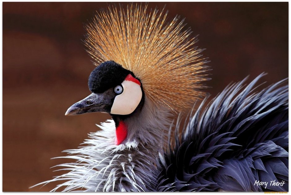 Птичка с хохолком в Ленинградской