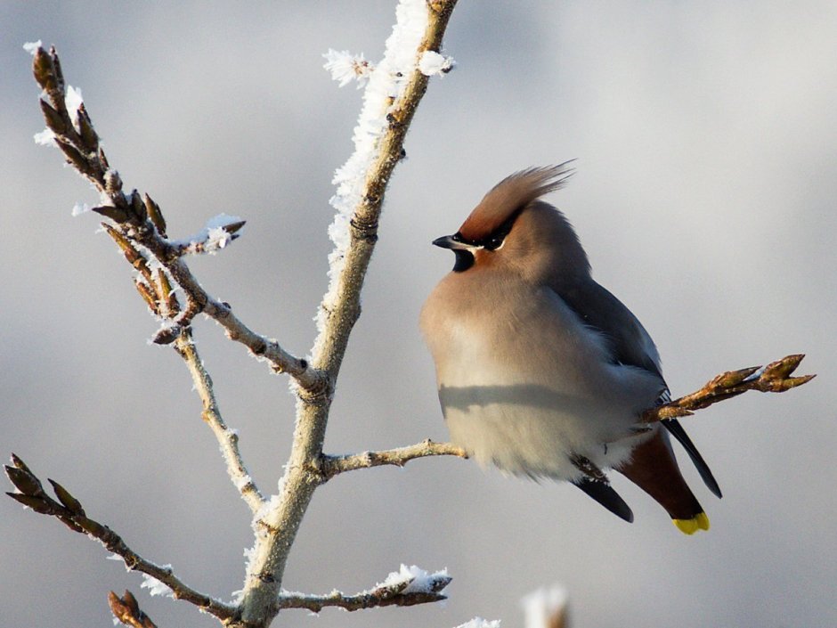 Удод Крымский