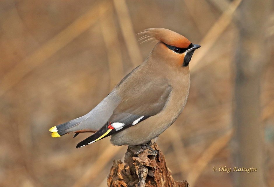 Турако Ливингстона