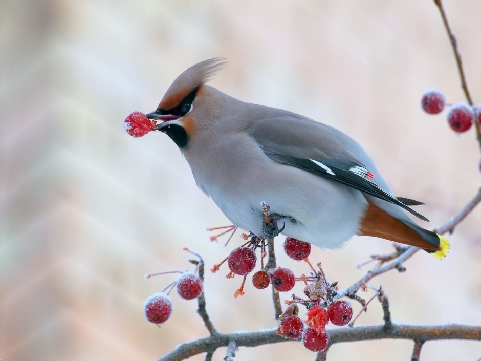 Эфиопский турако
