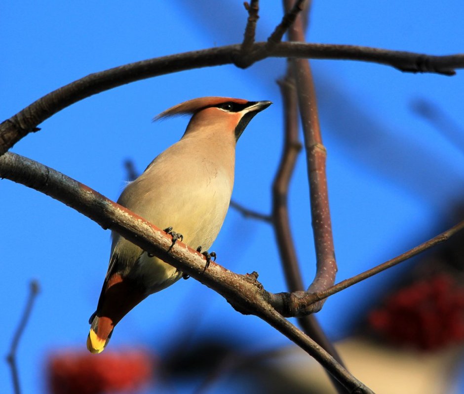 Удод Дальневосточный