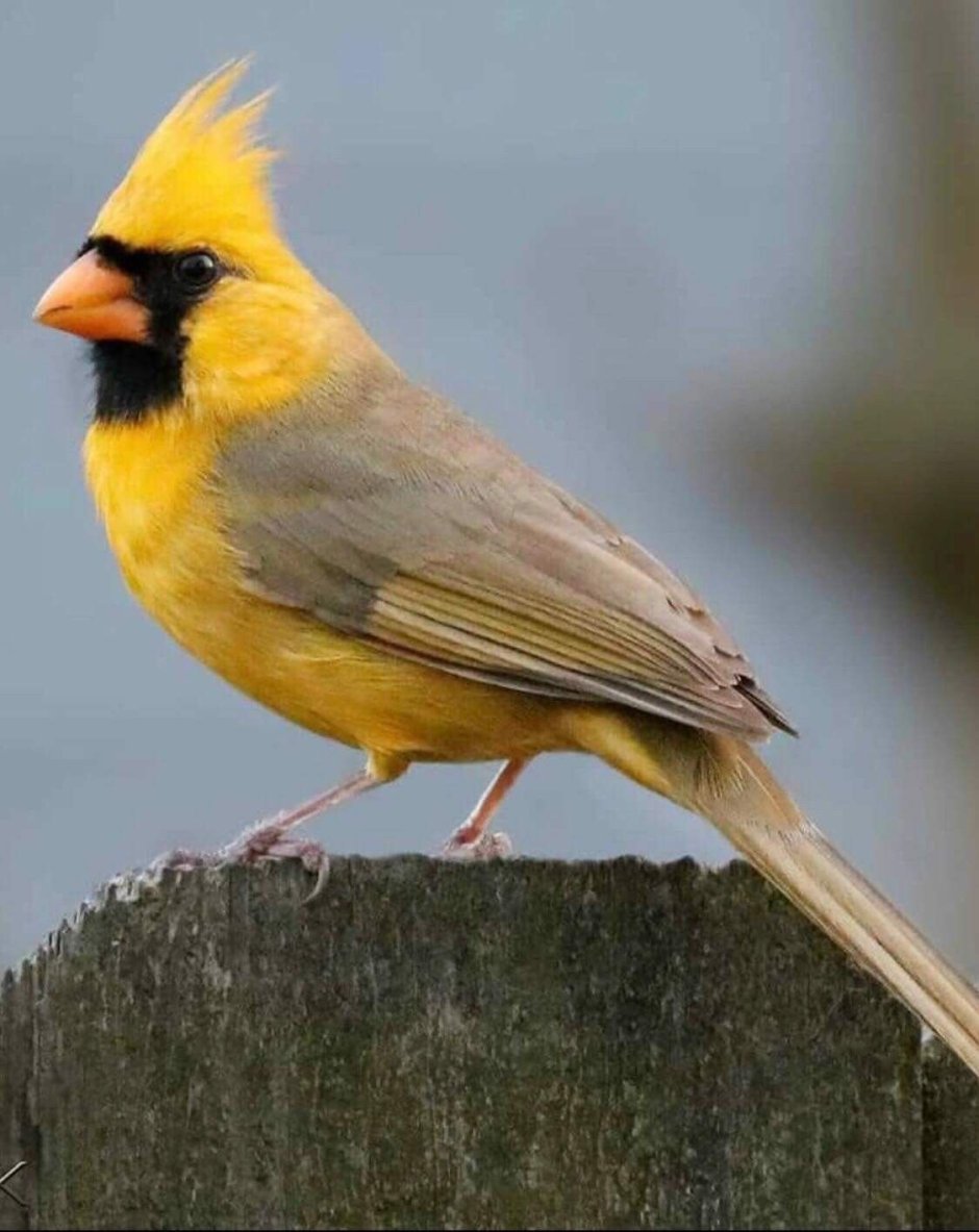 Зелёный дятел с хохолком