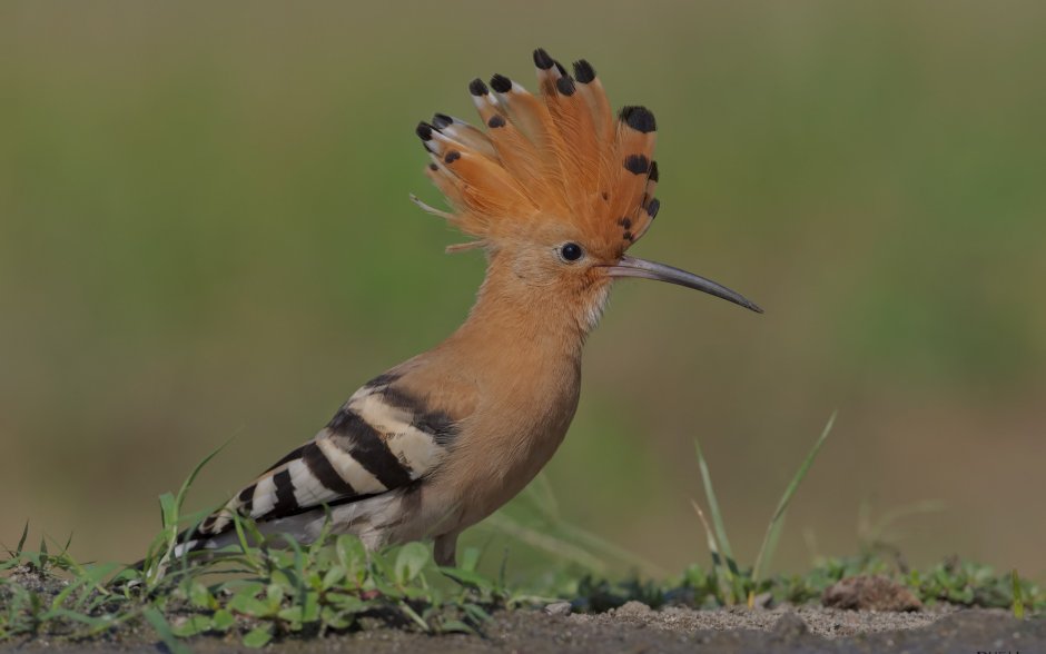 Птица турако Ливингстона
