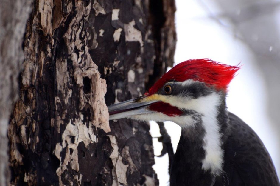 Woodpecker 3.4