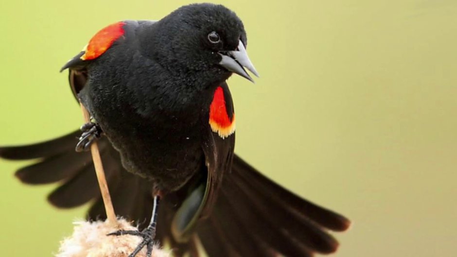 Red Winged Blackbird
