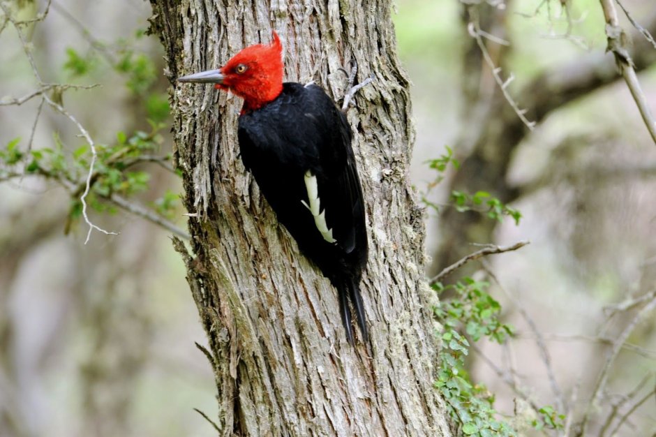 Campephilus magellanicus
